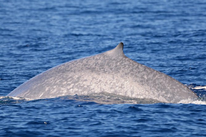 Blue Whale Perth Canyon Expedition - Key Points