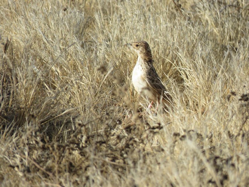 Boa Vista: Bird Watch Expedition in Natural Environment - Key Points