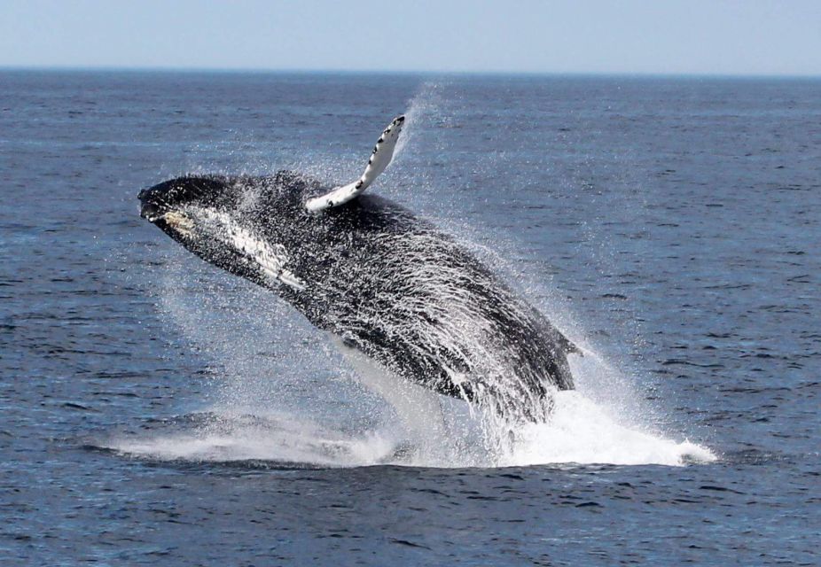 Boa Vista: Half-Day Whale Watching Tour - Key Points
