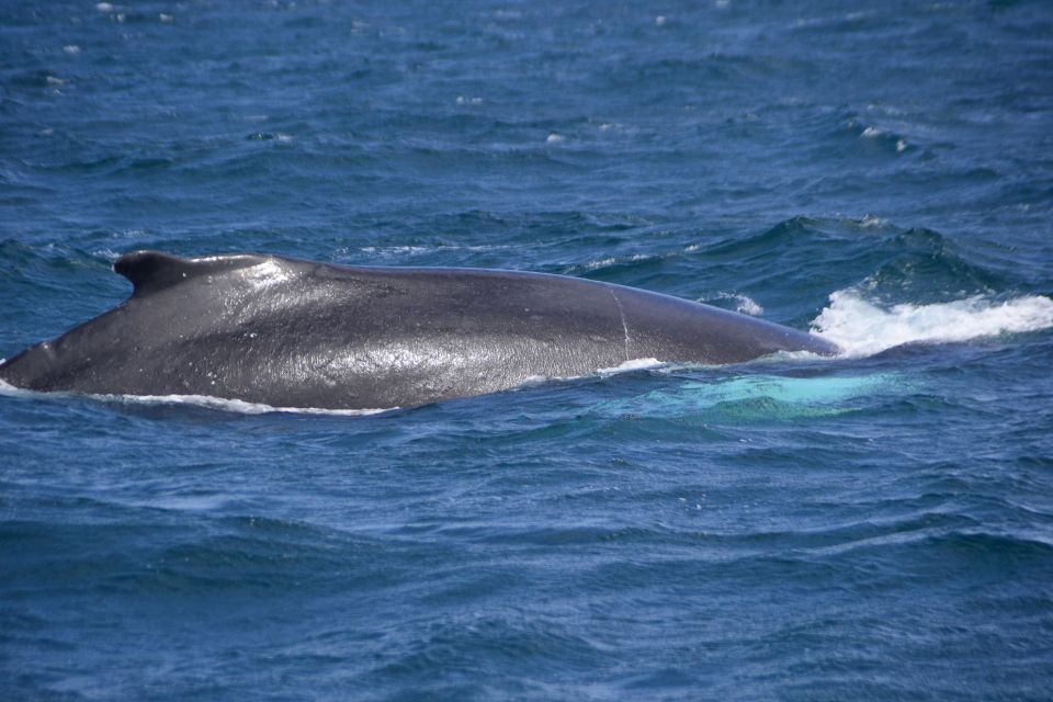 Boa Vista: Whale Watching Expedition - Key Points