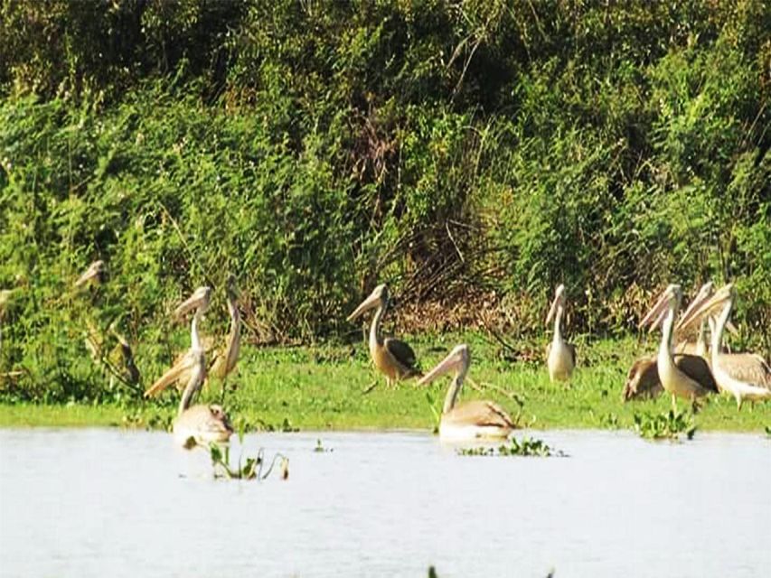 Boeng Peariang Bird Sanctuary in Siem Reap - Key Points