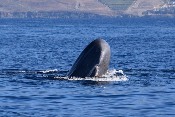 Bonadea II Ecological Whale Watching, 2 Hours - Just The Basics