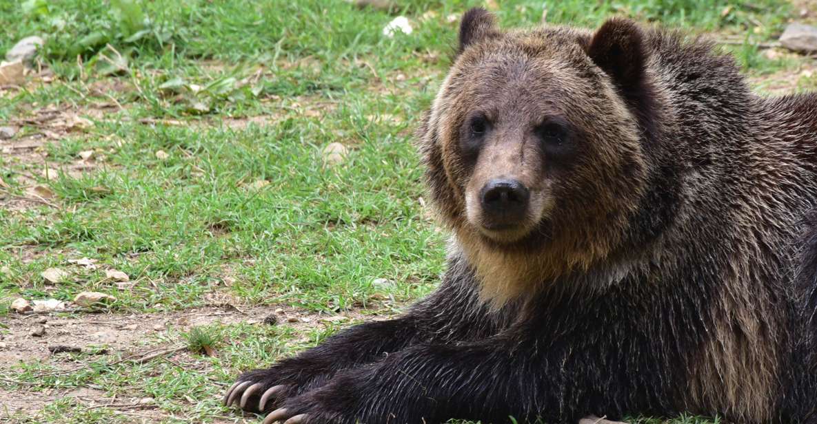 Bran: Private Guided Tour Dracula's Castle & Bear Sanctuary - Key Points