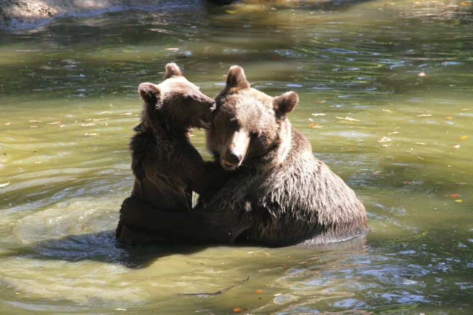 brasov craiuli mountains hike bear sanctuary private trip Brasov: Craiuli Mountains Hike & Bear Sanctuary Private Trip