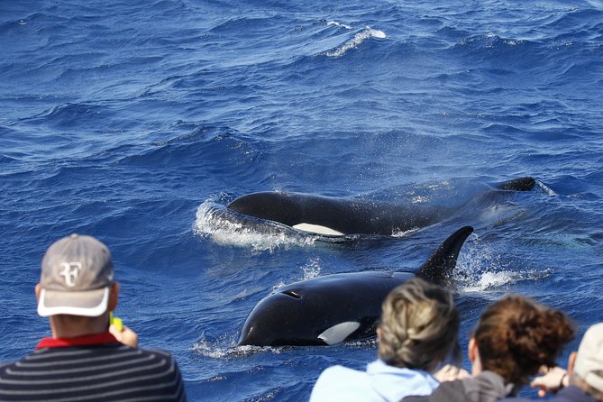 Bremer Canyon Killer Whale (Orca) Expedition - Just The Basics