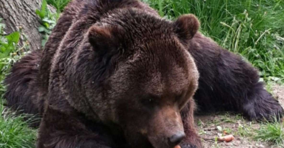Brown Bear Sanctuary, Bran Castle & Rasnov Fortress Day Tour - Key Points