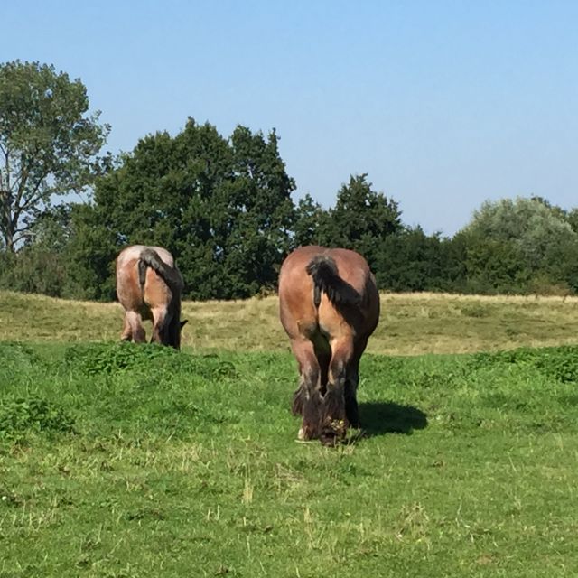 Bruges: Flatlands Guided Bike Tour - Key Points