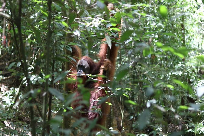 Bukit Lawang Full Day Jungle Trek - Key Points