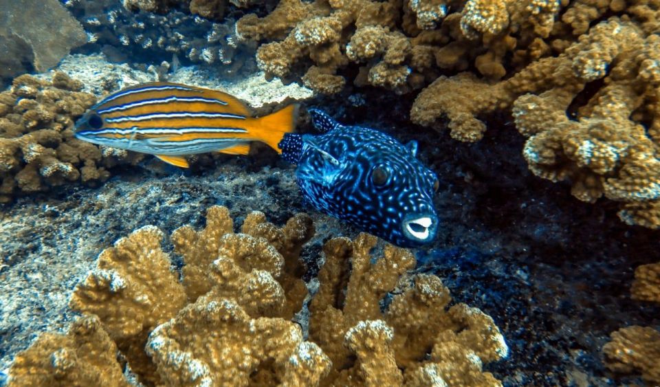 Cabo Pulmo Snorkeling - Key Points