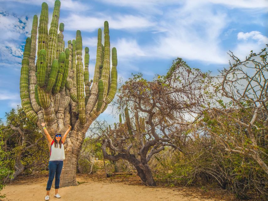 Cabo San Lucas: Half-day Guided Camel Safari Tour - Key Points