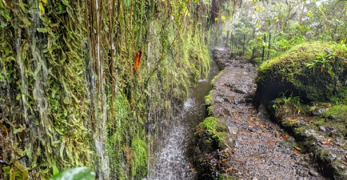 Caldeirão Verde Levada: Roundtrip Transfer & Hike - Key Points