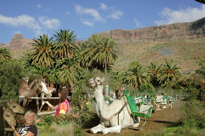 Camel Ride in Fataga With Tapas and Drinks - Key Points