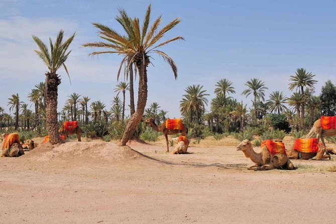 Camel Trek Around Marrakech Palmeraie - Tour Highlights