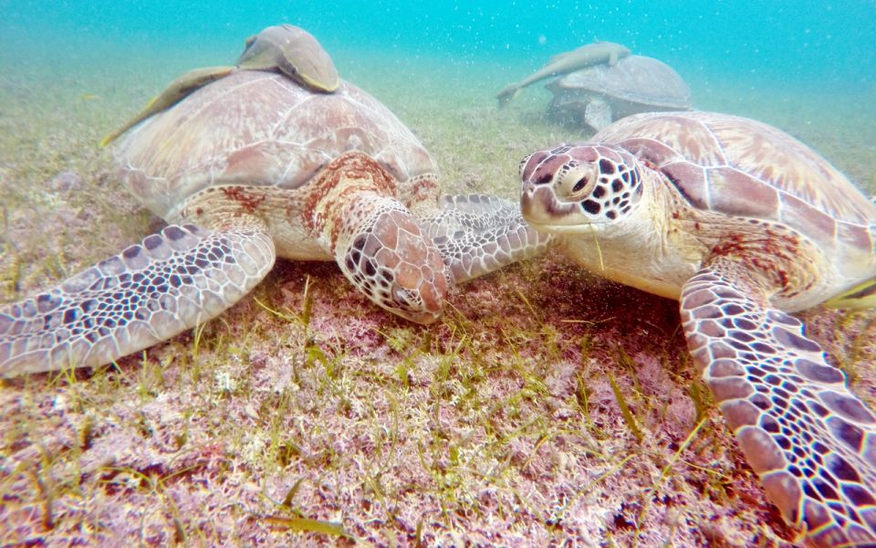 Cancun: Akumal Turtles and Cenote Snorkeling Tour - Key Points
