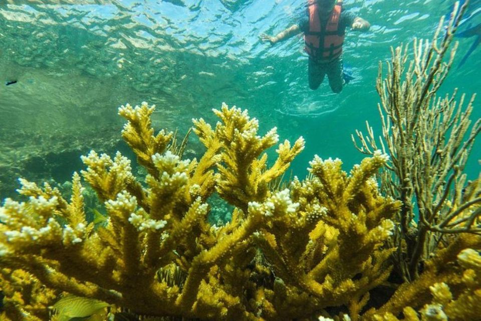 Cancun: Cancun Cenote Tour & Snorkeling - Key Points