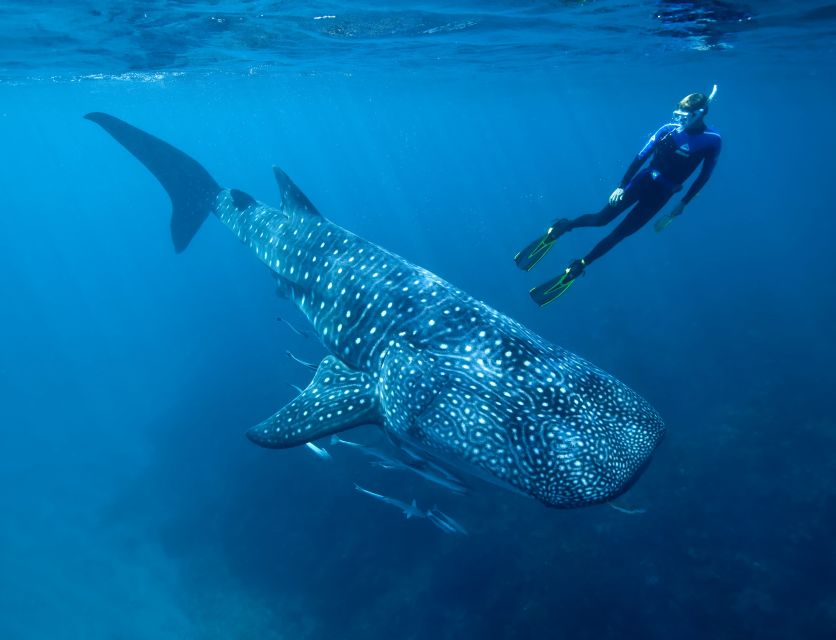 Cancun or Riviera Maya: Whale Shark Tour & Playa Norte Beach - Key Points
