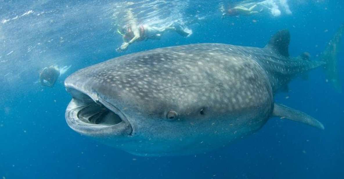 Cancún: Swim With Whale Sharks - Key Points