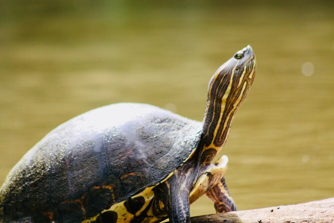 Canoe Experience Exploring Tortuguero National Park - Key Points