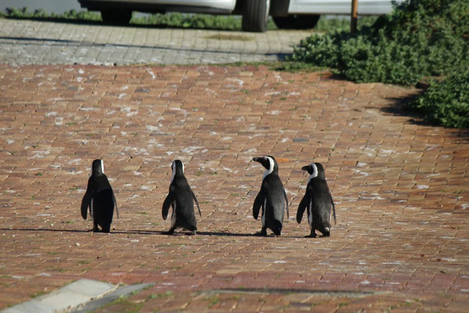 Cape Agulhas, Hermanus & Stoney Point Penguins Full Day Tour - Just The Basics