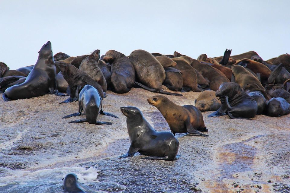 Cape of Good Hope and Penguins Private Tour With Entry Fees - Just The Basics