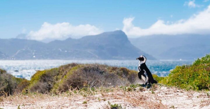 Cape of Good Hope Full-Day Private Tour - Booking Information