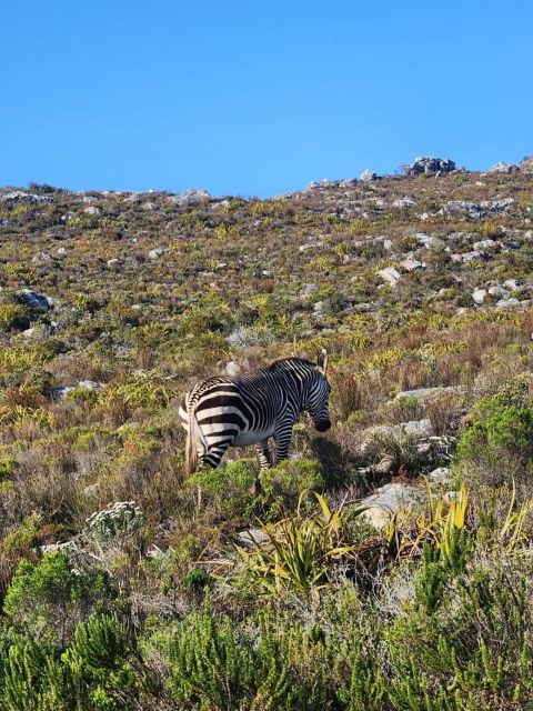 Cape of Good Hope & Penguins Private Tour - Just The Basics