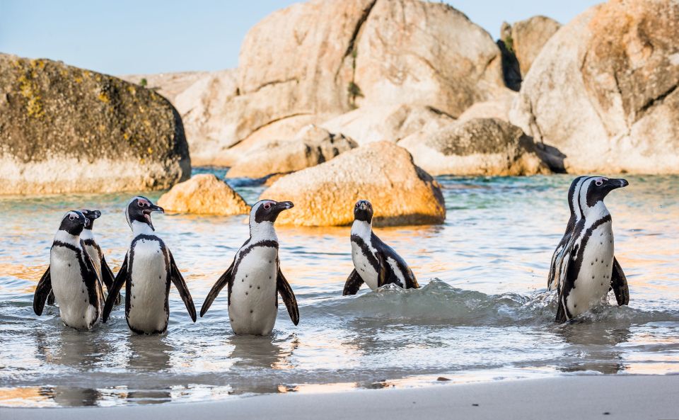 Cape of Good Hope Penguins Seals & Chapmans Peak Shared Tour - Key Points