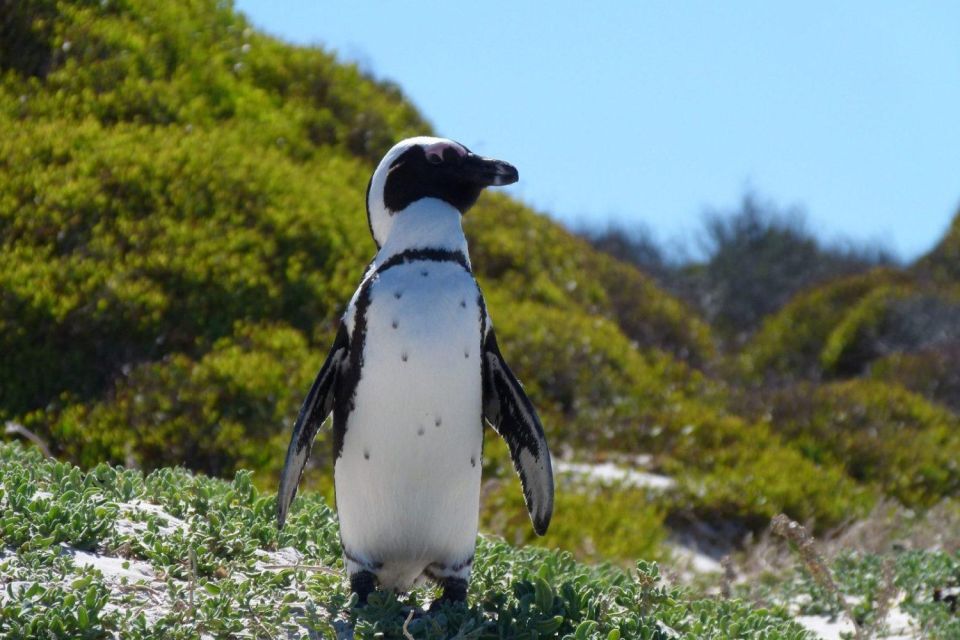 Cape Town: Cape Point, Penguins And Wine Tasting - Just The Basics