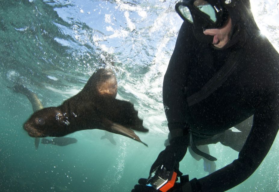 Cape Town: Cruise With Guided Seal Snorkel in Hout Bay - Just The Basics