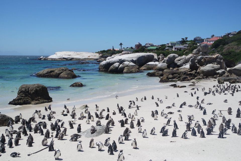 Cape Town: Full-Day Cape Peninsula Tour With Transfers - Tour Duration and Guide Details