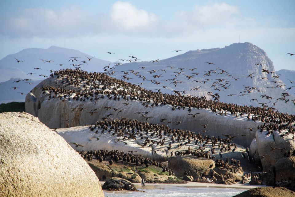 Cape Town: Full-Day Peninsula Tour With a Marine Biologist - Just The Basics