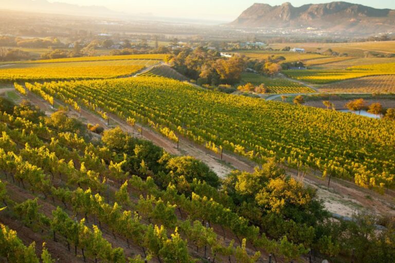 Cape Town: Half-day Private Wine Tour