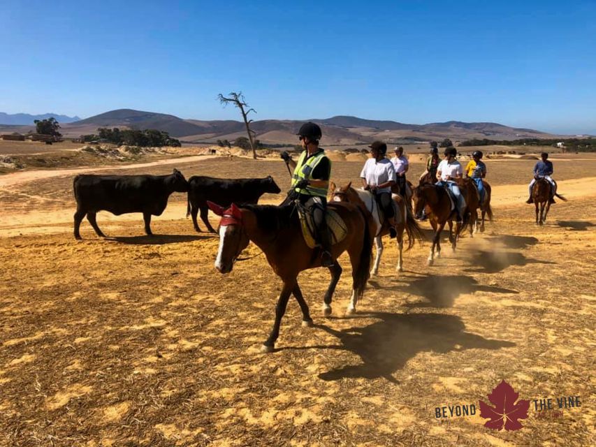 Cape Town: Horse Riding Experience - Experience Highlights
