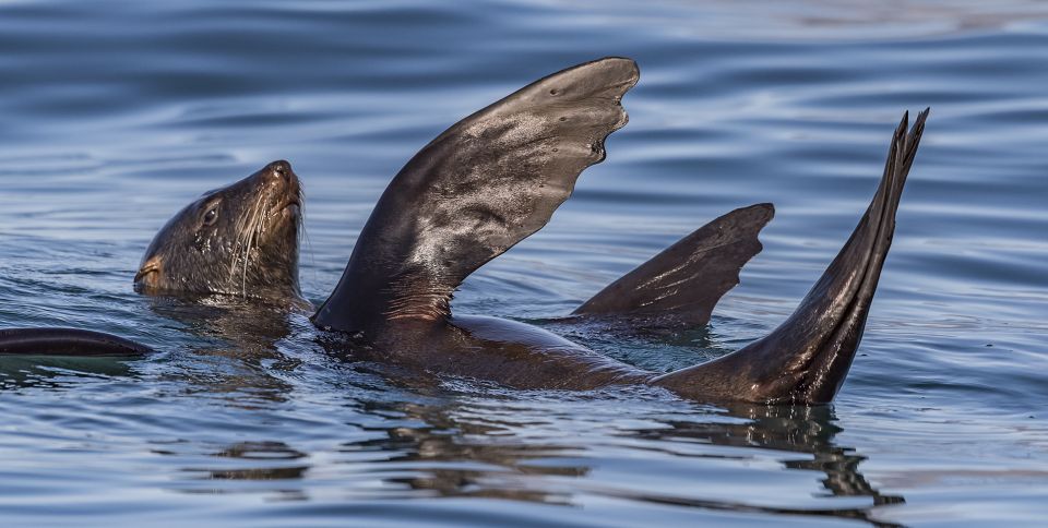 Cape Town: Marine Wildlife Tour From the V&A Waterfront - Activity Details