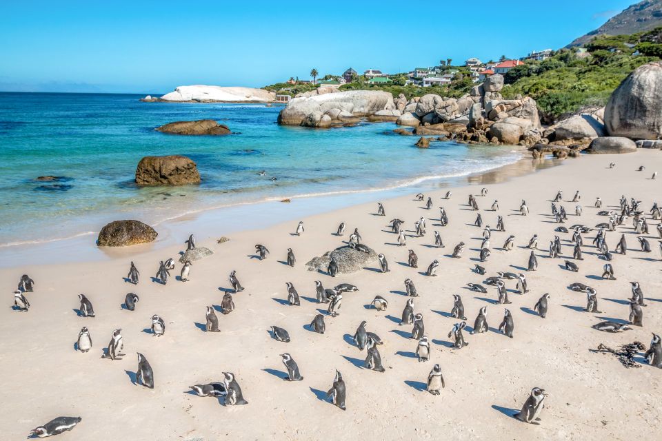 Cape Town: Penguin Watching at Boulders Beach Half Day Tour - Key Points