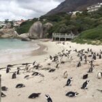 cape town relaxing day tour around cape peninsula Cape Town: Relaxing Day Tour Around Cape Peninsula