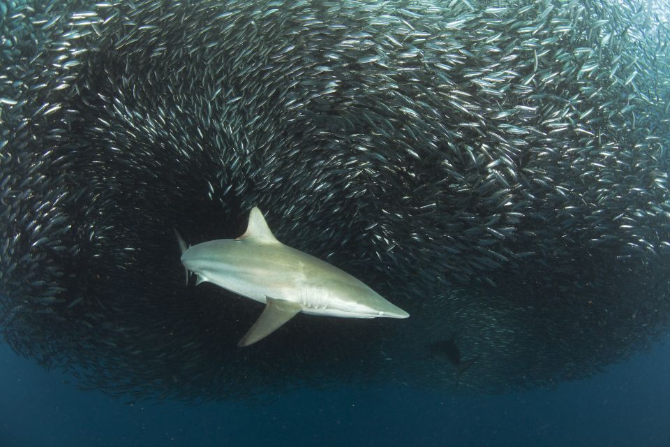 Cape Town: Shark Cage Dive - Experience Highlights