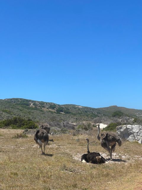 Cape Town: Table Mountatin & Robben Island Day Tour - Just The Basics