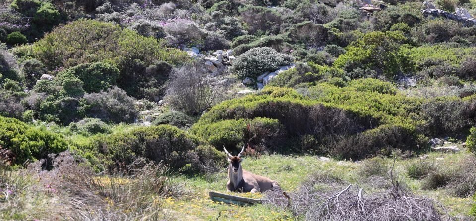 Cape Town: Tour Cape Point & Boulders Beach Penguin Day Trip - Key Points