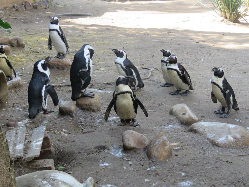 Cape Town: World of Birds & Animal Sanctuary - Key Points