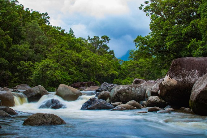 Cape Tribulation Day Tour - Just The Basics