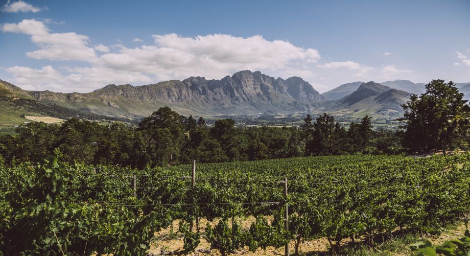 Capetown Winelands Half Day Tour With Local Guide - Just The Basics