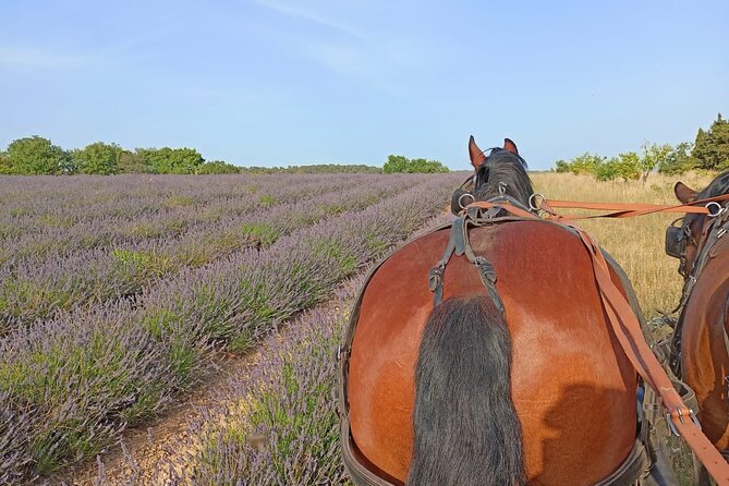 Carriage Rides in the Heart of the Luberon - Key Points