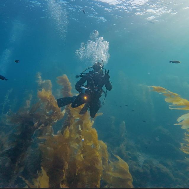 Catalina Island Diving From Punta Cana - Just The Basics