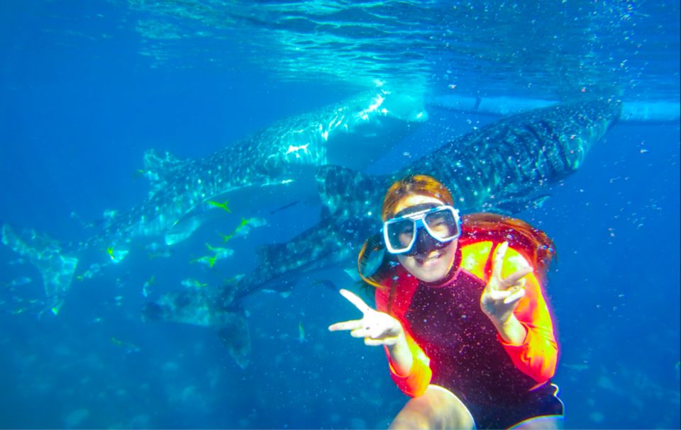 Cebu: Boat Day Trip With Whale Shark Swimming and Lunch - Key Points