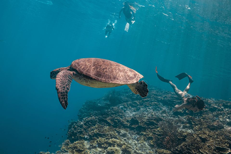 Cebu: Moalboal Sardine Run and Turtle Snorkeling Adventure - Key Points