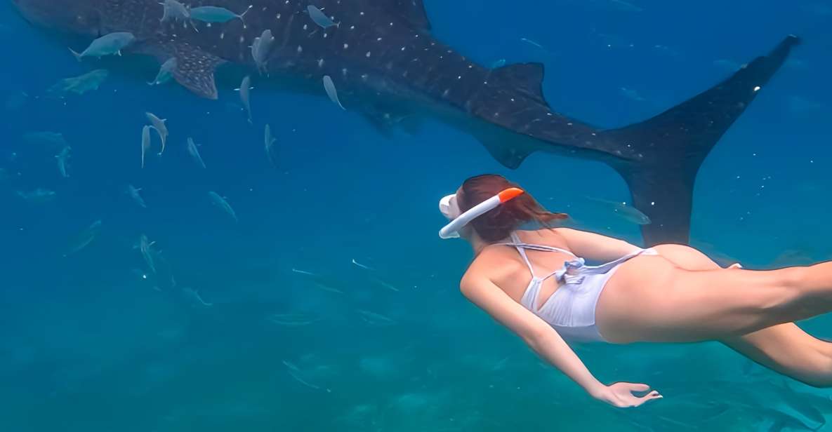 Cebu: Whale Shark & Mysterious Waterfall Private Tour - Key Points