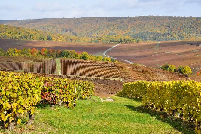 Champagne Area Small-Group Tour Including a Top Champagne House & Family Winery - Just The Basics