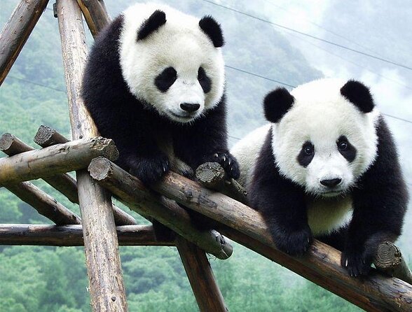 Chengdu Giant Panda Breeding Research Base Ticket - Key Points