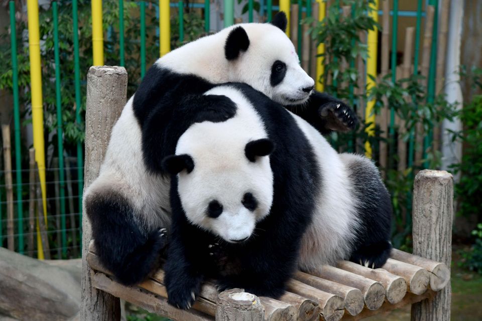 Chengdu: Panda Base, Leshan Buddha, & Emeishan 2 Day Tour - Just The Basics